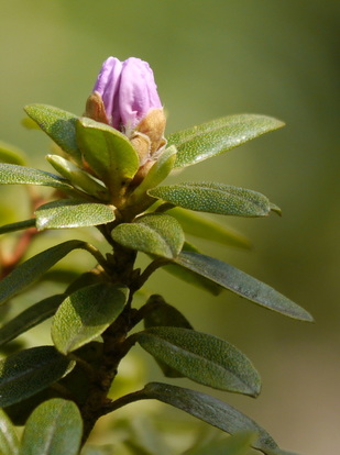 Rhododendron ramapo