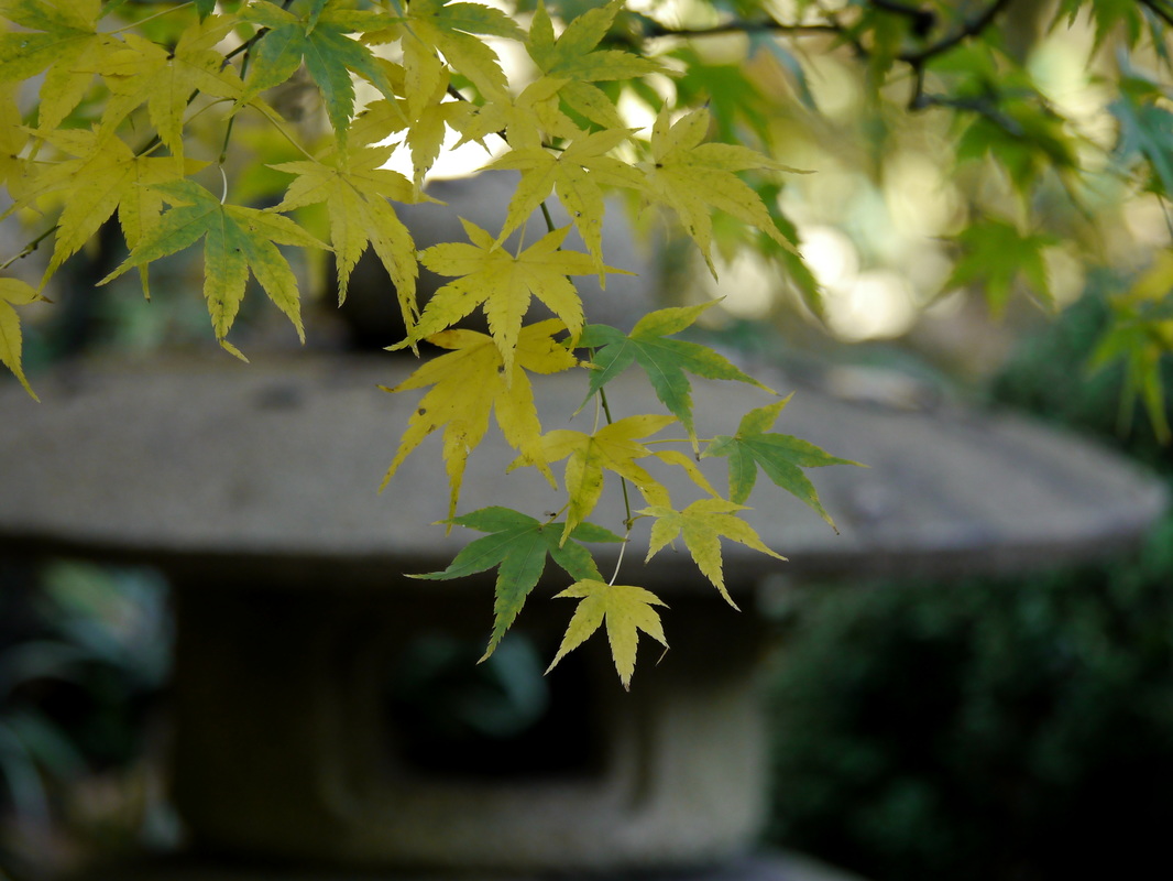 Acer palmatum ‘Aoyagi’