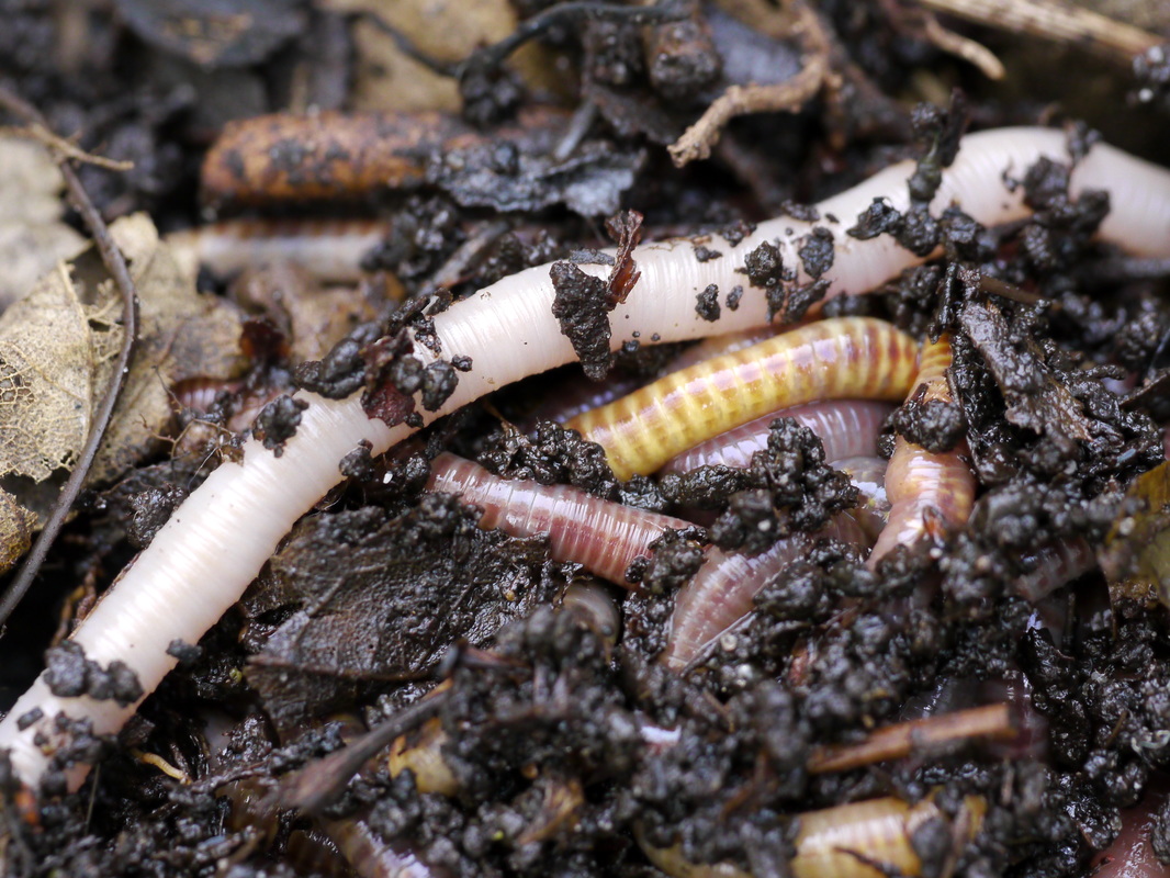compost met wormen