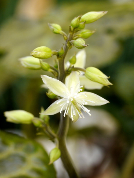 Beesia calthifolia 