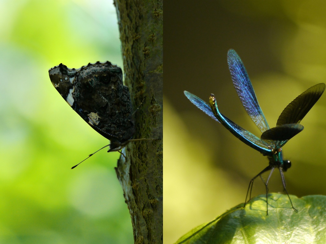vlinder en libelle