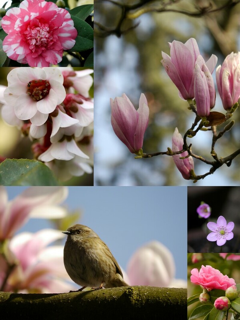 roze voorjaarbloemen
