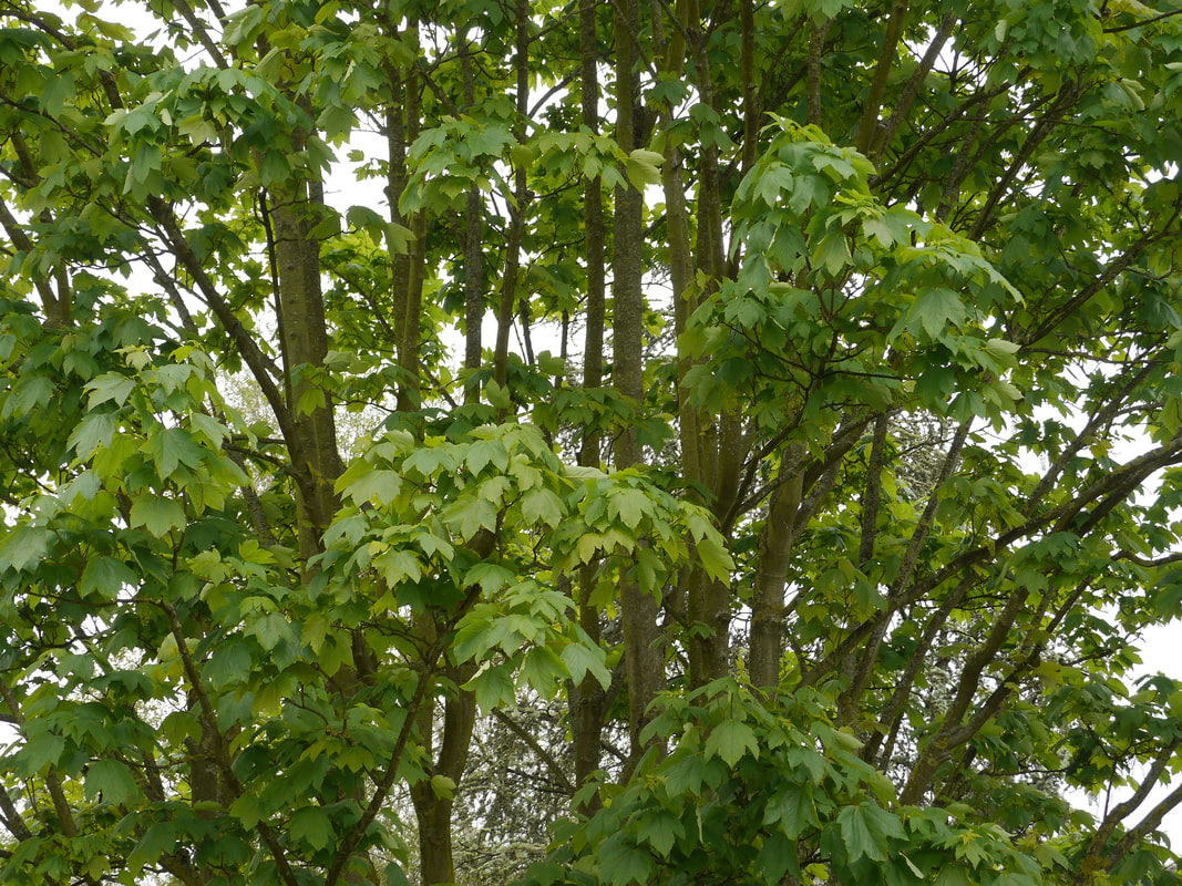 Acer pseudoplatanus, Gewone esdoorn, Sycamore maple, Seiyou kajikaede, 西洋梶楓