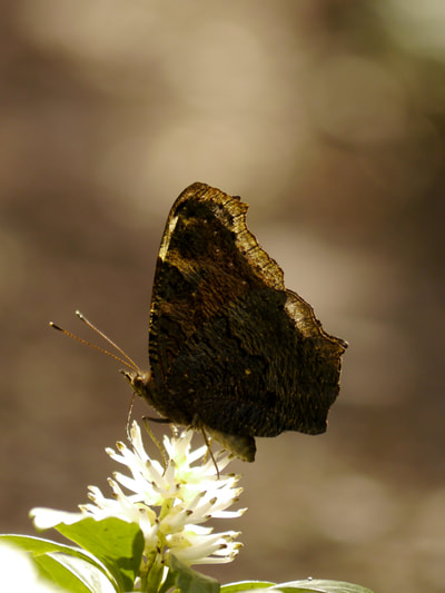 Dagpauwoog, Aglais io, Peacock butterfly