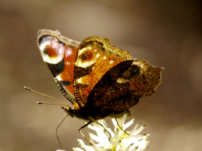 Dagpauwoog, Aglais io, Peacock butterfly