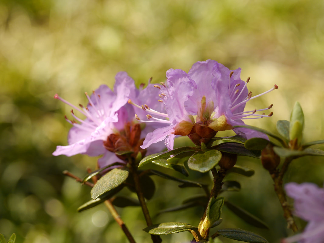  Rhododendron 'Ramapo'
