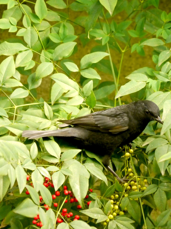 Vrucht etende vogel in Nandina domestica