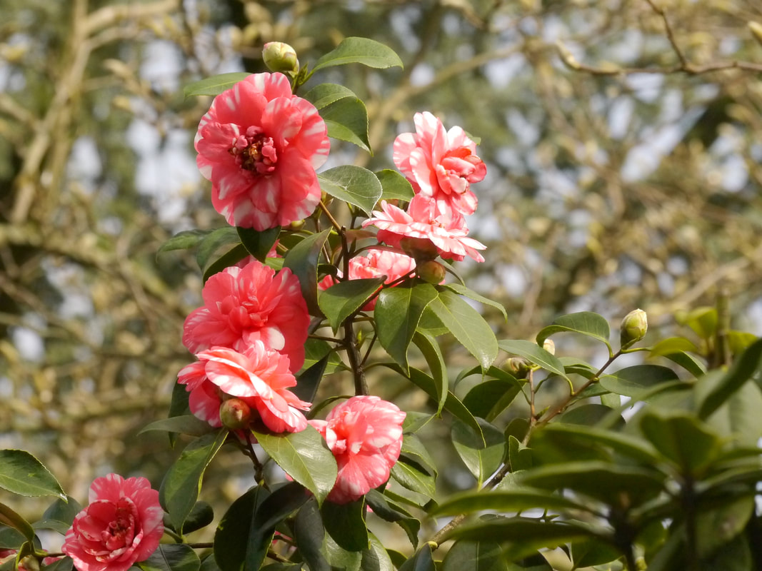 Camellia Japonica na strenge vorst