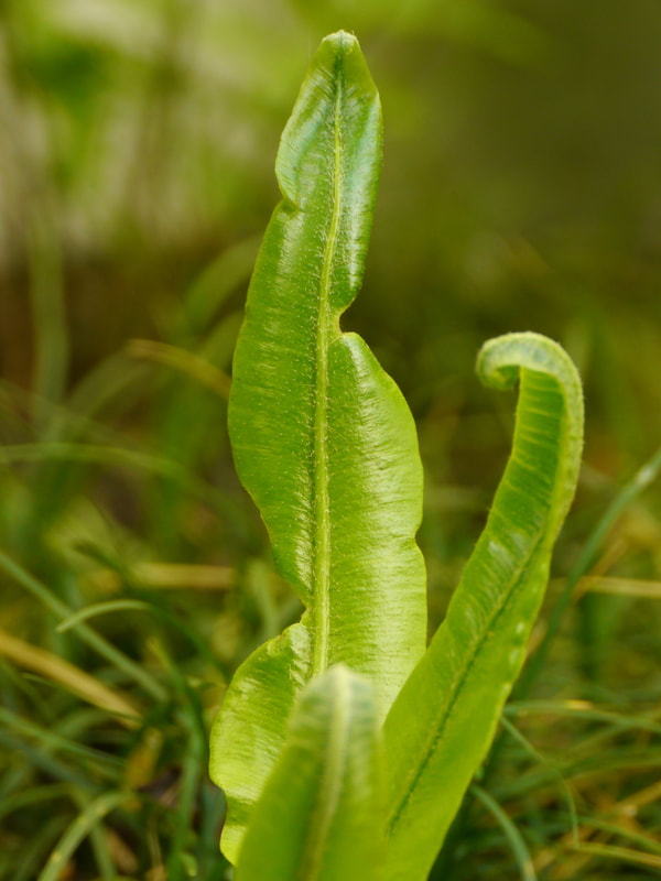tongvaren (Asplenium scolopendrium)