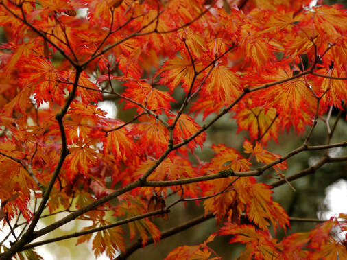 Acer japonicum 'Aconitifolium'